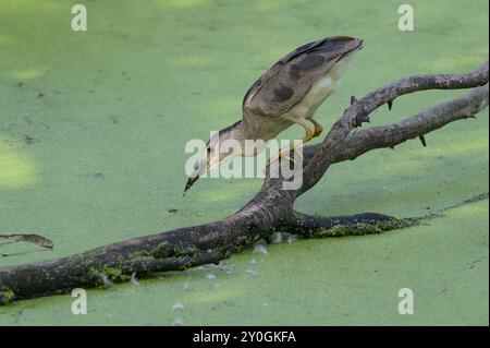 Il Nycticorax nycticorax nycticorax, con la corona nera, si trova sul laghetto coperto di alghe d'anatra cadute e cattura pesci. Foto Stock