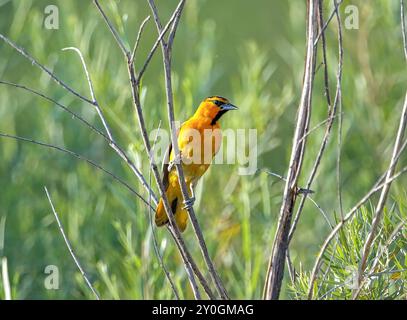 Un uccello di Bullock's Oriole in un habitat naturale selvaggio arroccato su un ramo tra lussureggianti foglie verdi. Foto Stock