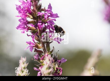 Bumble Bee Hoverfly (Volucella bombylans) si nutre di Purple Loosestrife a Richmond Park, Surrey Foto Stock