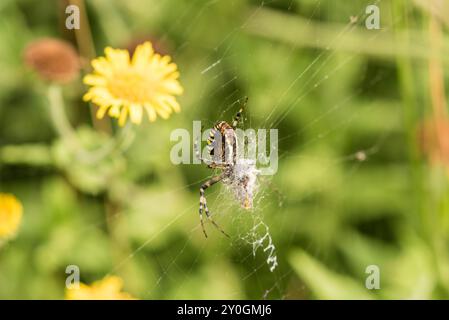 Femmina Wasp Spider (Argiope bruennichi) su una rete su Chobham Common, Surrey Foto Stock