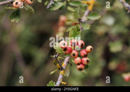Bacche commestibili di biancospino, Crataegus monogyna, a fine estate, Lorcha, Spagna Foto Stock