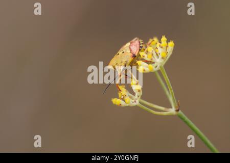 Insetto Carpocoris mediterraneus che si nutre di infiorescenza di finocchio, Lorcha, Spagna Foto Stock