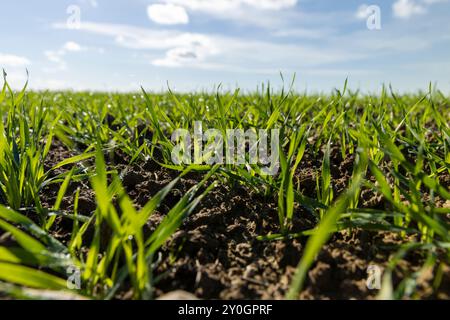 Varietà di grano invernale coperta da gocce di rugiada dopo gelo, grano fresco verde in campo in autunno Foto Stock