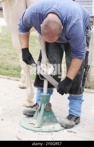 Il corriere sconosciuto lavora sullo zoccolo di un cavallo da corsa. Trattamento sano dello zoccolo con un coltello. Cura tradizionale degli animali. Fabbro sconosciuto che lavora in una stalla Foto Stock