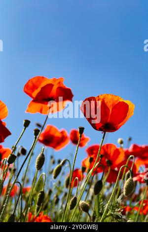 Il papavero rosso fiorisce con il cielo blu sullo sfondo. Campo di papaveri in retroilluminazione. Bellissimo campo di papavero, fiori estivi. Foto Stock