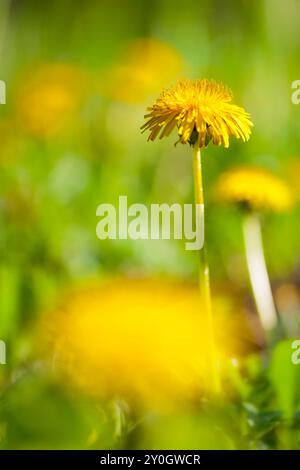 Primo piano con il dente di leone giallo. Dandelion fiore in primavera. Dente di leone e erba verde, nelle giornate di sole. Leoni in macro con sfondo sfocato Foto Stock