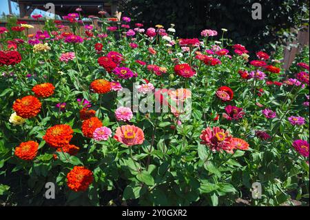 Zinnia 'State Fair' (Zinnia elegans) - piante massicce con fiori singoli e semi-doppi su steli lunghi. Foto Stock