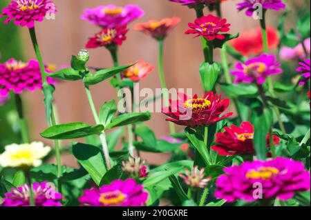 Zinnia 'State Fair' (Zinnia elegans) - un giardino colorato che cresce ogni anno da 30' a 36' di altezza con fino a 6' di fiori. Foto Stock