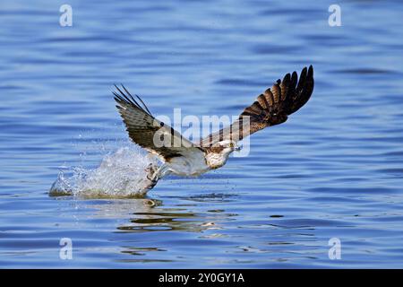 Falco pescatore occidentale (Pandion haliaetus) cattura pesci nei suoi taloni dalla superficie d'acqua del lago in tarda estate Foto Stock