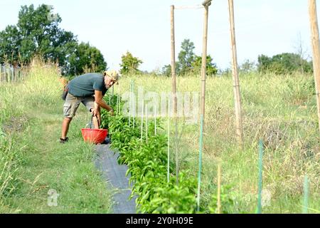 Il contadino raccoglie peperoni freschi in una giornata di sole. Sta mettendo le verdure appena raccolte in un secchio rosso Foto Stock
