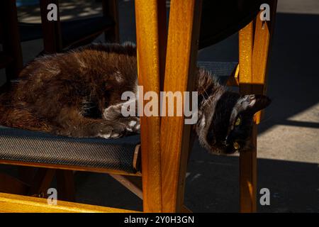 Gatto nero al Centre Zoologic Menorca Foto Stock