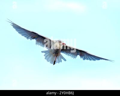 mouette mélanocéphale avec une seule patte Foto Stock