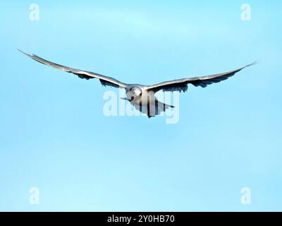 mouette mélanocéphale avec une seule patte Foto Stock