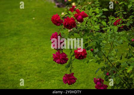 Varie rose rosse della varietà "R. Thomas A Becket" circondate da foglie verdi create da David Austin Foto Stock