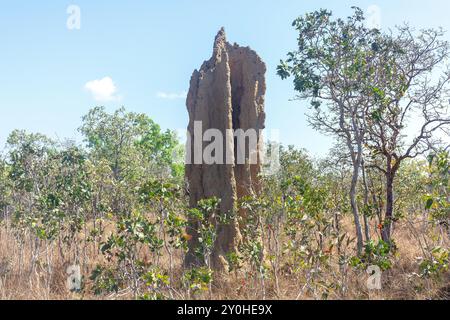 Tumulo di termite cattedrale (Nasutitermes triodiae), Litchfield National Park, Litchfield Park, Northern Territory, Australia Foto Stock