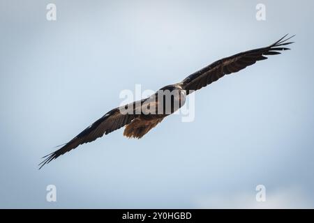 Giovane avvoltoio egiziano in volo Foto Stock