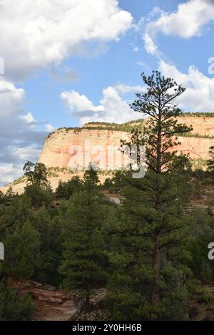 Springdale, Utah. STATI UNITI 8/13/2024. Il Virgin River del Parco Nazionale di Zion ha intagliato la maestosità lungo 15 km, il Canyon di Zion, con scogliere di colore rossastro e marrone. Abbondanza Foto Stock