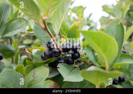 Aronia berry su albero closeup Foto Stock