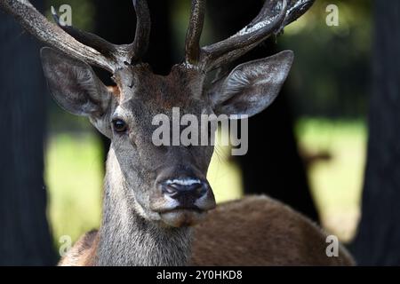 Ritratto ravvicinato di un giovane cervo rosso maschio che guarda la macchina fotografica vicino al fiume Danubio Foto Stock