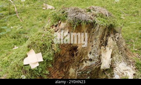 Ceppo di abete rosso ricoperto di muschio verde e contrassegnato con un cerotto adesivo Foto Stock