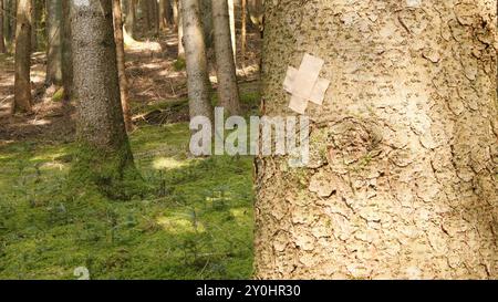 Un tronco di abete rosso con cerotto adesivo come simbolo della foresta malata Foto Stock