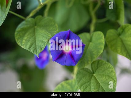 Fiore dal viola al blu del comune fiore della gloria mattutina (Ipomoea purpurea) Foto Stock