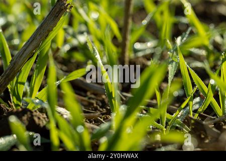 Varietà di grano invernale coperta da gocce di rugiada dopo gelo, grano fresco verde in campo in autunno Foto Stock