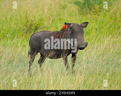 Warthog comune (Phacochoerus africanus) con il manzo di api del carminio (Merops nubicus) arroccato su una criniera che assomiglia a una parrucca rossa -Nyerere N P Tanzania, Africa Foto Stock