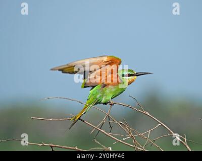 Ritratto dettagliato di Merops persicus (Merops persicus), che trabocca con le ali aperte mentre è arroccato su un ramo nel Parco Nazionale di Nyerere, Tanzania Foto Stock