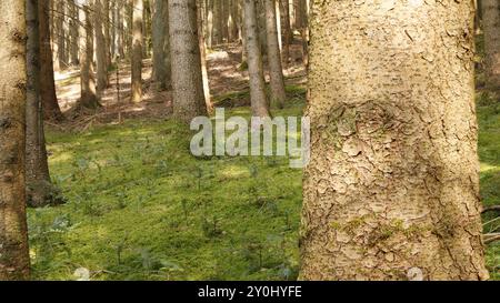 Foresta di abeti rossi inondata di luce con lussureggiante vegetazione ricoperta di muschio in tarda estate Foto Stock