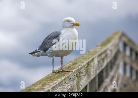 Un Herring Gull adulto appollaiato su una ringhiera a Westhaven Cove a Westport, Washington Foto Stock