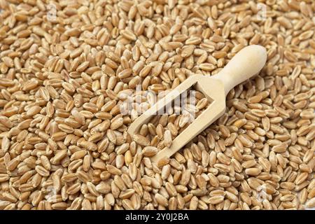 Una foto panoramica di una piccola paletta di legno in un mucchio di piccole bacche di grano Foto Stock