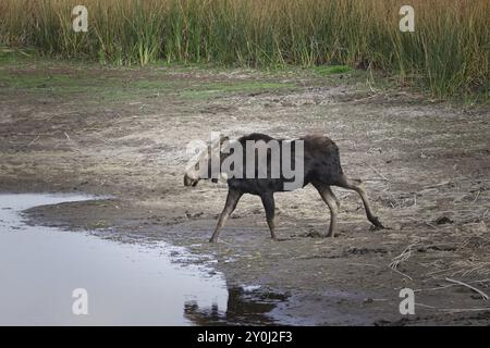 Un alce femmina si trova in un piccolo stagno essiccato presso il Turnbull Wildlife Refuge vicino a Cheney, Washington Foto Stock