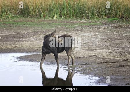 Un alce femmina si trova in un piccolo stagno essiccato presso il Turnbull Wildlife Refuge vicino a Cheney, Washington Foto Stock