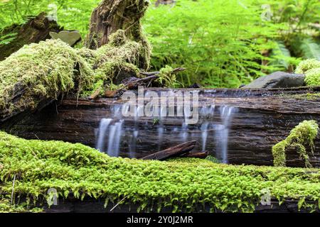 L'acqua scorre su un tronco nel torrente lungo il sentiero delle cascate Duc vendute a Washington Foto Stock