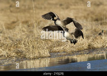 Due oche canadesi volano per un atterraggio in acqua Foto Stock