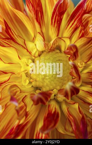 Un'immagine macro di un fiore giallo di dahlia con punte rosse Foto Stock