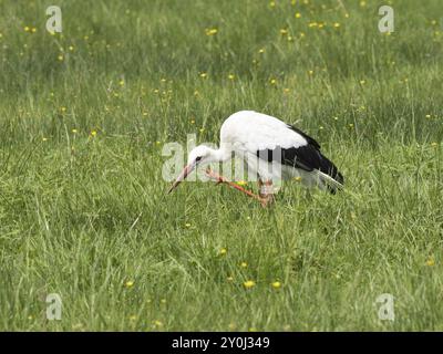 Cicogna bianca (Ciconia ciconia) che cura e foraggia in un prato, Renania settentrionale-Vestfalia, Germania, Europa Foto Stock