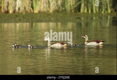 Oca egiziana (Alopochen aegyptiaca) coppia con giovani in acqua, Allgaeu, Baviera, Germania, Allgaeu, Baviera, Germania, Europa Foto Stock