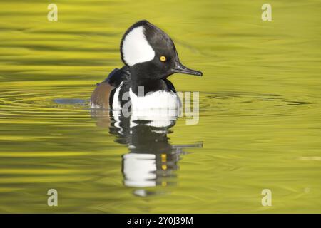 Una foto autunnale di un bellissimo merganser maschio incappucciato nuota nelle acque calme e getta il suo riflesso a Spokane, Washington Foto Stock