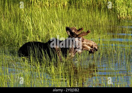 Un grande alce di toro si trova in uno stagno vicino a Cataldo, Idaho Foto Stock