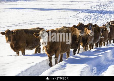 Una mandria di mucche si trova in un campo innevato in una giornata di sole vicino a Coeur d'Alene, Idaho Foto Stock