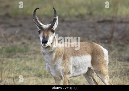 Una foto ravvicinata di un'antilope maschile con corna nel Montana occidentale Foto Stock