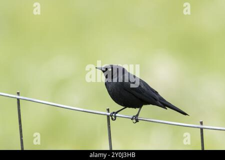 Il blackbird di un birraio è appollaiato su una recinzione di filo vicino a Hauser, Idaho Foto Stock