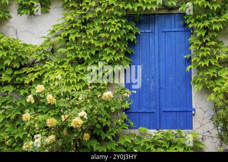 Rose e viti selvatiche salgono sulla facciata di una casa con persiane blu chiuse, Vauvenargues, Provence-Alpes-Cote d'Azur, Francia, Europa Foto Stock