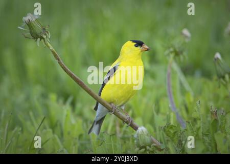 Un piccolo e carino goldfinch americano è arroccato sul fusto di un dente di leone in una zona erbosa nella parte orientale dello stato di Washington Foto Stock