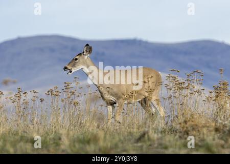 Un cervo dalla coda bianca sorge su una collina che pascolava sull'erba presso la catena nazionale di alci e bisonti in Montana Foto Stock