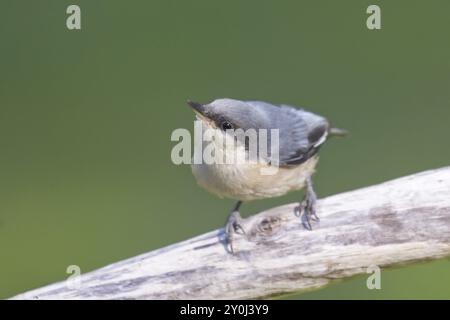 Una foto ravvicinata di un piccolo e carino portello pigmeo arroccato su un bastone nell'Idaho settentrionale Foto Stock