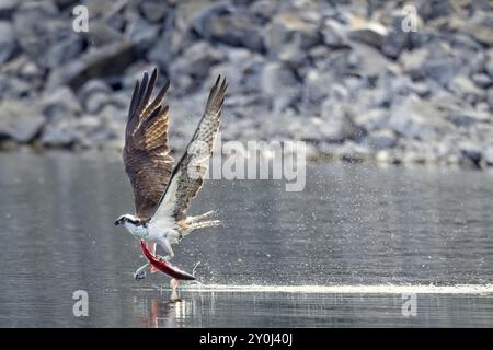 Un grande falco pescato cattura un salmone rosso e vola via dall'acqua nel nord dell'Idaho Foto Stock