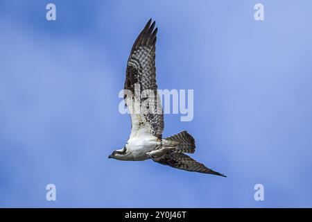 Un Osprey vola in cielo con un pesce nel suo talon a Fernan, Idaho Foto Stock